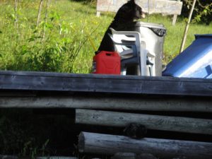 27 - Black Bear tumbling the trash & recycle bins