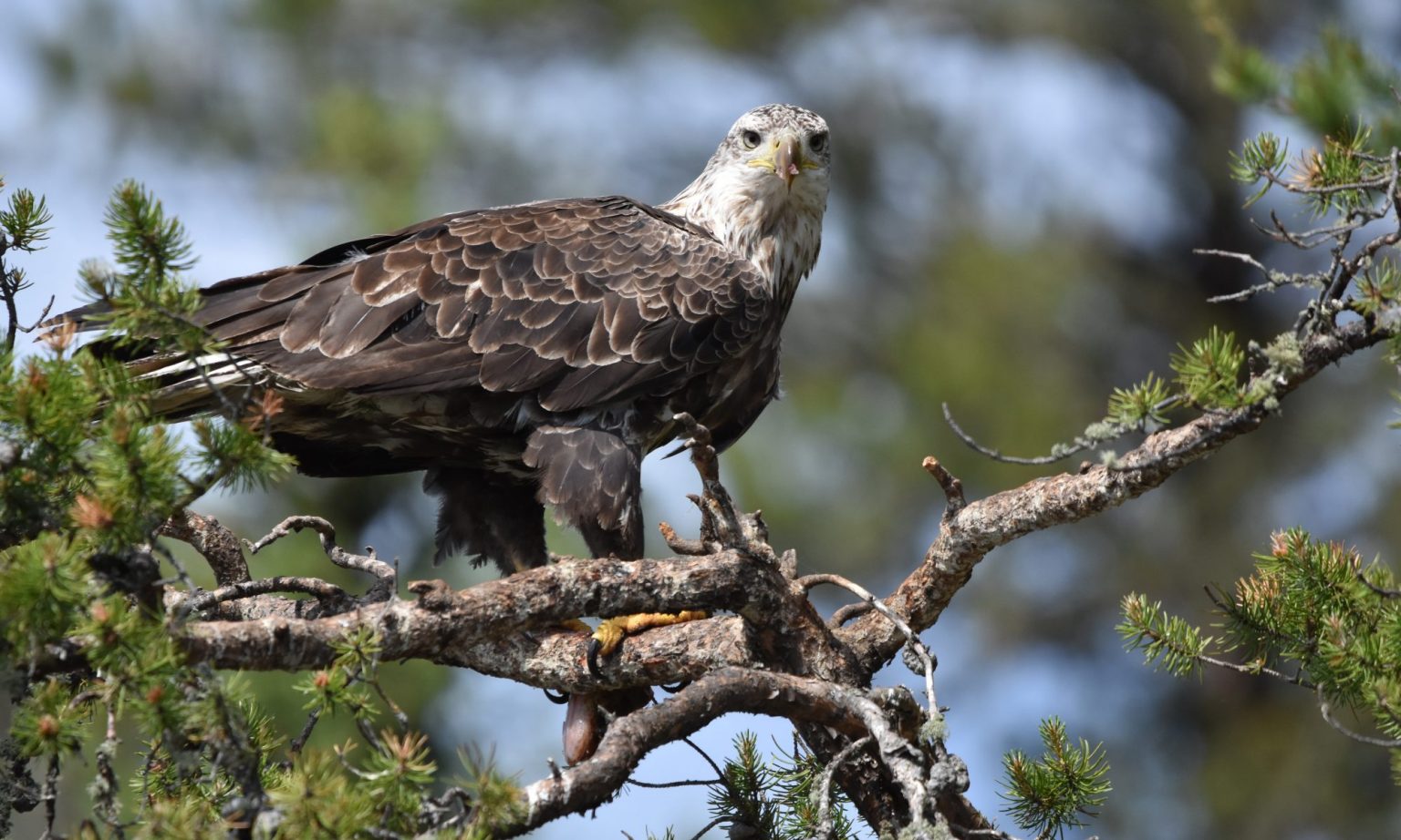 Forfait Plan Américain — Eagle Falls Lodge – Eagle Falls Lodge